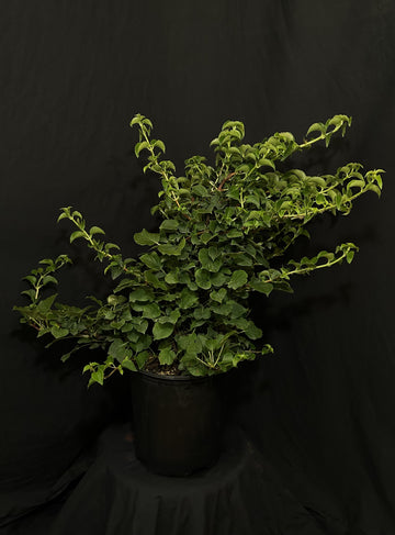 Hydrangea anomala petiolaris - Climbing Hydrangea