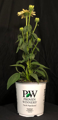 Echinacea 'The Price is White' - Color Coded™ The Price is White Coneflower