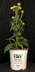 Echinacea 'The Price is White' - Color Coded™ The Price is White Coneflower