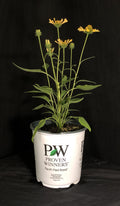 Echinacea 'Yellow My Darling' - Color Coded™ Yellow My Darling Coneflower
