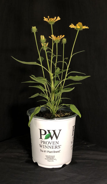 Echinacea 'Yellow My Darling' - Color Coded™ Yellow My Darling Coneflower