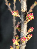 Malus 'Coralcole' - Coralburst® Crabapple