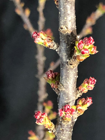 Malus 'Coralcole' - Coralburst® Crabapple