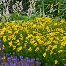 Coreopsis verticillata 'Zagreb' - Zagreb Threadleaf Tickseed