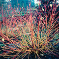 Cornus sanguinea 'Midwinter Fire' - Midwinter Fire Redtwig Dogwood