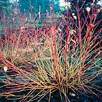 Cornus sanguinea 'Midwinter Fire' - Midwinter Fire Redtwig Dogwood