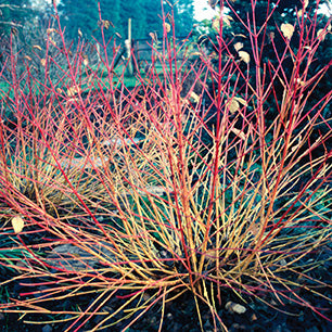 Cornus sanguinea 'Midwinter Fire' - Midwinter Fire Redtwig Dogwood