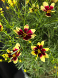 Coreopsis verticillata 'Creamy Calico' - Creamy Calico Tickseed