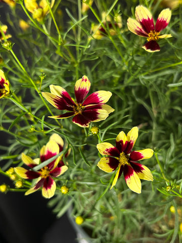 Coreopsis verticillata 'Creamy Calico' - Creamy Calico Tickseed