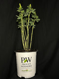 Baptisia hybrid 'Pink Truffles' - Pink Truffles False Indigo