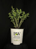 Baptisia hybrid 'Sparkling Sapphires' - Decadence® 'Sparkling Sapphires' False Indigo