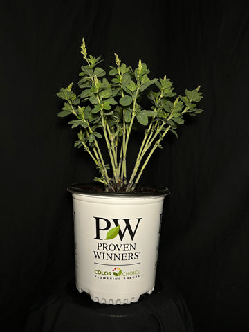 Baptisia hybrid 'Sparkling Sapphires' - Decadence® 'Sparkling Sapphires' False Indigo