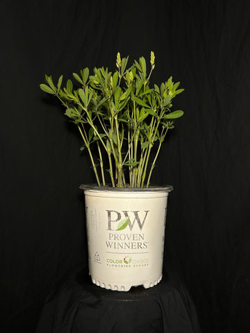 Baptisia hybrid 'Vanilla Cream' - Vanilla Cream False Indigo