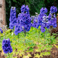 Delphinium x ‘Holtlabea812‘ - Laser Beam™ Larkspur