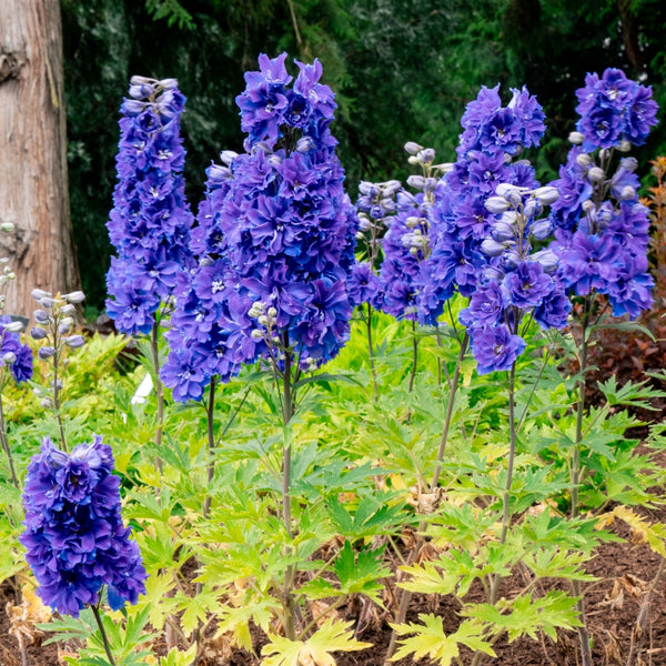 Delphinium x ‘Holtlabea812‘ - Laser Beam™ Larkspur