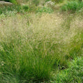 Deschampsia cespitosa - Tufted Hair Grass
