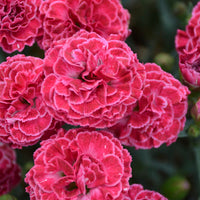 Dianthus 'Raspberry Ruffles' - Fruit Punch® Raspberry Ruffles Dianthus