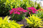 Dianthus gratianopolitanus ‘G19-159‘ - Glamour Time Dianthus