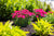 Dianthus gratianopolitanus ‘G19-159‘ - Glamour Time Dianthus