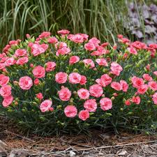 Dianthus hybrid 'Classic Coral' - Fruit Punch® Classic Coral Dianthus