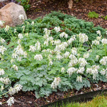 Dicentra 'White Diamonds' - White Diamonds Bleeding Heart