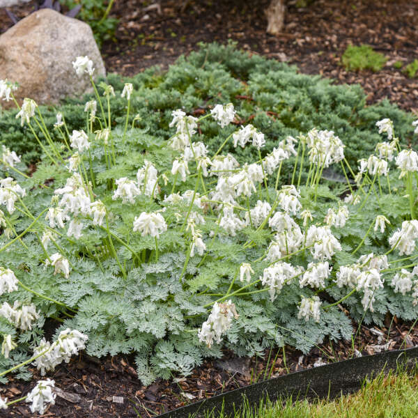 Dicentra 'White Diamonds' - White Diamonds Bleeding Heart