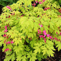 Dicentra spectabilis 'Gold Heart' - Gold Heart Bleeding Heart