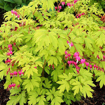 Dicentra spectabilis 'Gold Heart' - Gold Heart Bleeding Heart