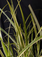 Miscanthus sinensis 'Dixieland' - Dixieland Maiden Grass