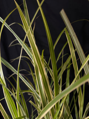 Miscanthus sinensis 'Dixieland' - Dixieland Maiden Grass
