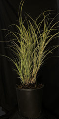 Miscanthus sinensis 'Dixieland' - Dixieland Maiden Grass