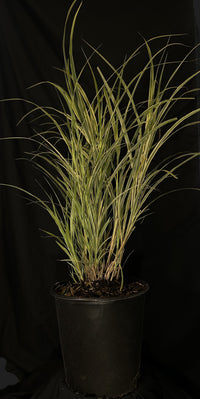 Miscanthus sinensis 'Dixieland' - Dixieland Maiden Grass
