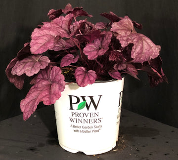 Heuchera 'Wildberry' - Dolce® Wildberry Coral Bells