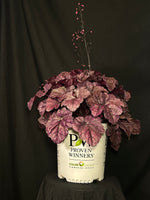 Heuchera 'Wildberry' - Dolce® Wildberry Coral Bells