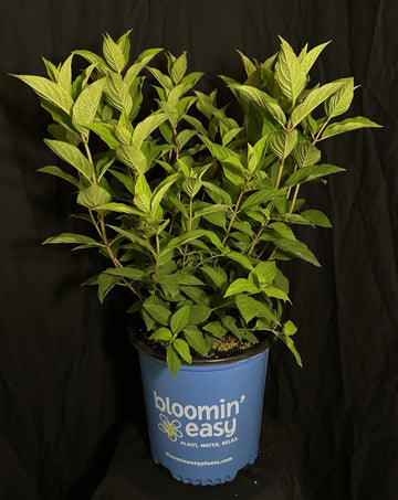Hydrangea paniculata 'HYLV17522' Dragon Baby™ - Dragon Baby™ Hydrangea