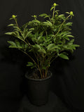Paeonia 'Dublin' - Dublin Peony