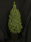 Picea glauca 'Conica' - Dwarf Alberta Spruce