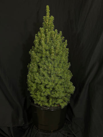 Picea glauca 'Conica' - Dwarf Alberta Spruce