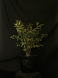 Euonymus alatus 'Compactus' - Dwarf Burning Bush