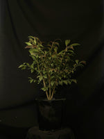 Euonymus alatus 'Compactus' - Dwarf Burning Bush