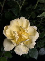 Rosa ‘SRPylwko’ Standard - Easy Bee-zy™ Knock Out® Standard Rose