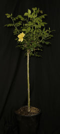 Rosa ‘SRPylwko’ Standard - Easy Bee-zy™ Knock Out® Standard Rose