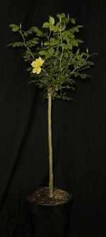 Rosa ‘SRPylwko’ Standard - Easy Bee-zy™ Knock Out® Standard Rose
