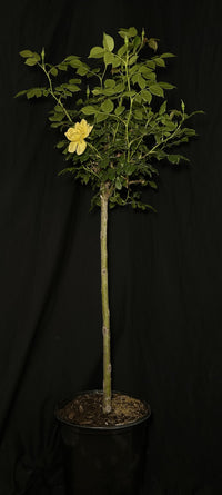 Rosa ‘SRPylwko’ Standard - Easy Bee-zy™ Knock Out® Standard Rose