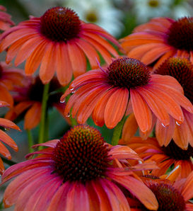 Echinacea 'Knock 'em Red' - Knock 'em Red Coneflower