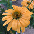 Echinacea 'One in a Melon' - Color Coded® 'One in a Melon' Coneflower