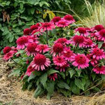 Echinacea 'Raspberry Beret' - Raspberry Beret Coneflower