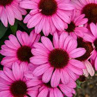 Echinacea 'The Fuchsia is Bright' - Color Coded® The Fuchsia is Bright Coneflower