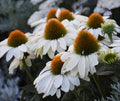 Echinacea 'The Price is White' - Color Coded™ The Price is White Coneflower