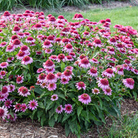 Echinacea hybrid 'Everything's Rosy' - Everything's Rosy Coneflower